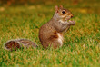 Eichhörnchen- squirrel with nut