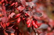 Epine-vinette - Berberis vulgaris