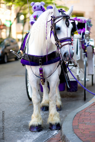 Photo: White carriage with a beautiful white horse White carriage with a beautiful white horse