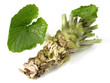 Wasabi