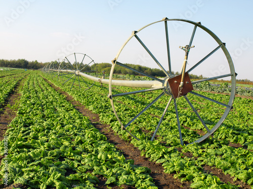 Photo: vegetable irrigation vegetable irrigation