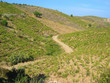Mediterranean vineyard Mediterranean vineyard