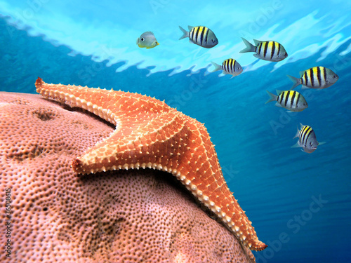Foto: Starfish colors Starfish colors