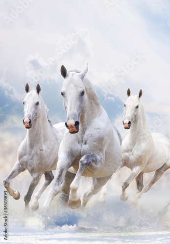 Fototapeta white horses in dust