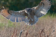 Eagle Owl