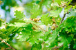 Oak branch with acorns