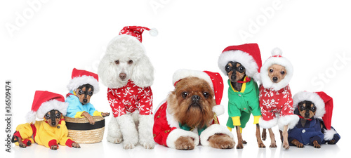 Photo: Group of purebred dogs in Christmas hats Group of purebred dogs in Christmas hats