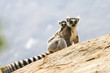 Ring-tailed lemurs in Anja Reserve, Madagascar Ring-tailed lemurs in Anja Reserve, Madagascar