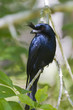 Crested Drongo (Dicrurus forficatus), Andasibe, Madagascar Crested Drongo (Dicrurus forficatus), Andasibe, Madagascar