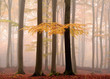 Colors in the woods