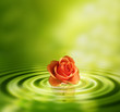 Rose und wasser