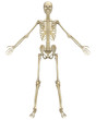 Human Skeleton Anatomy Front View