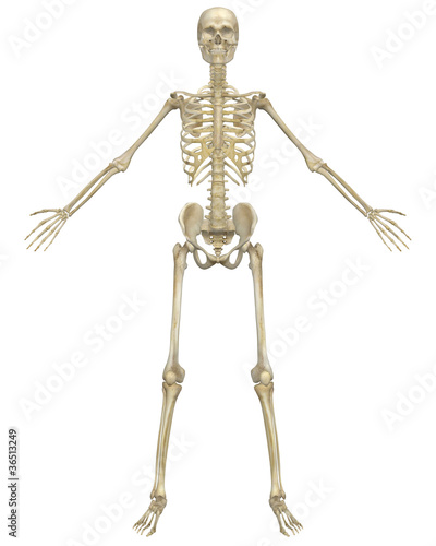 Photo: Human Skeleton Anatomy Front View Human Skeleton Anatomy Front View