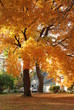 An alley of huge golden fall trees in a small town