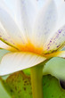 white water lily