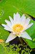 white water lily