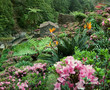 flourish vegetation at the Azores