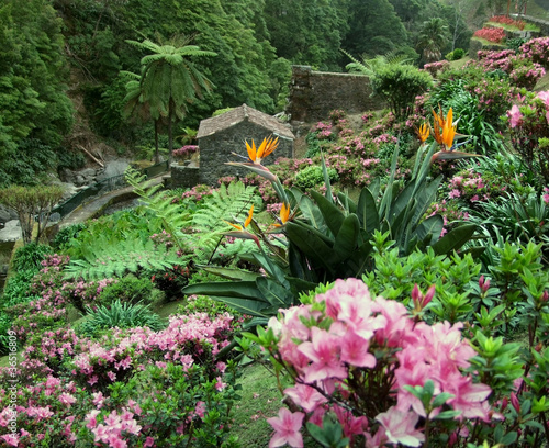 Foto: flourish vegetation at the Azores flourish vegetation at the Azores