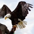 Photo: Bald Headed Eagle Bald Headed Eagle