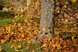 fliegendes Herbstlaub