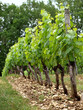 Vignes de Cahors
