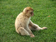 Macaque de Barbarie