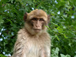 Macaque de Barbarie