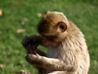 Macaque de Barbarie