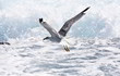 Seagull flying over the stormy sea with the bottom out of focus