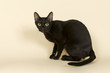 Asian Katze 18783
