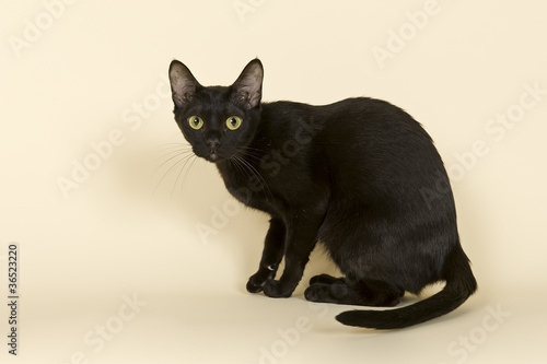 Photo: Asian Katze 18783 Asian Katze 18783