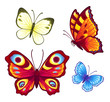 Vector buuterflies