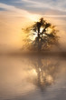 Photo: Sunrise oak Sunrise oak