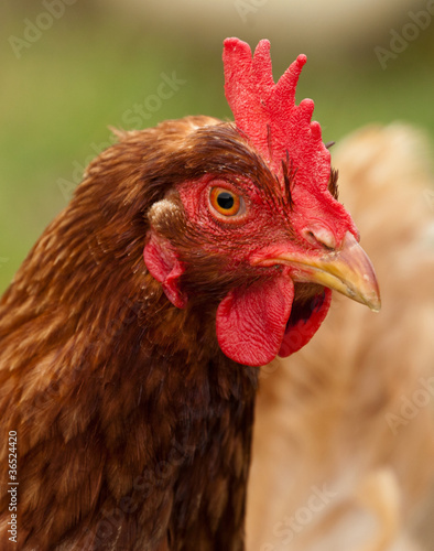 Foto: Huhn Huhn