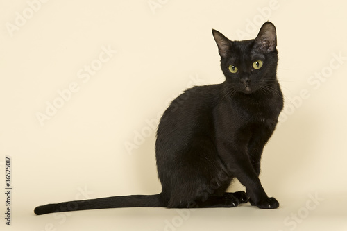 Photo: Asian Katze 18895 Asian Katze 18895