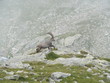 Ibex