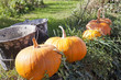 Pumpkins in a row