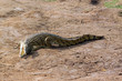 Coccodrillo Africano