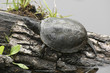 European pond terrapin