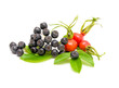 briar and chokeberry on a white background
