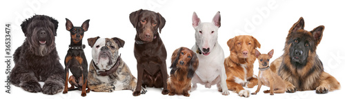 Photo: Group of Dogs Group of Dogs