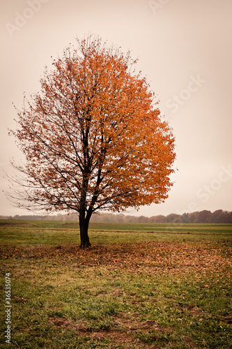 Foto: Laubbaum Laubbaum