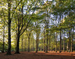 Beech forest in beautiful sunlight