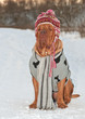 Photo en ligne au meilleur prix Dog dressed with hat, scarf and sweater