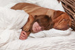 Girl and her dog in the bed