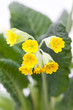 Echte Schlüsselblume, (Primula veris) Blüten und Blätter