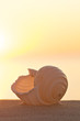 Sonne, Sand und Meer, Schalentiere, Meeresschnecke