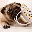 Mops