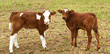 spring time new brown  calfs in pasture