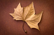 Hoja marrón